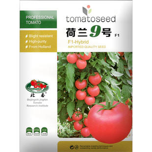 番茄种子进口耐热西红柿种籽抗病毒抗高温不裂果大果高产荷兰9号