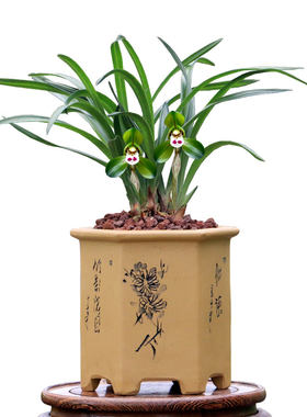 正品春兰老种大团圆带花浓香好养