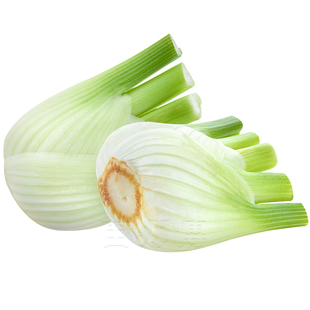 割茬球茎结球茴香种子小叶茴香种籽菜籽带根四季盆栽苗大蔬菜苗孑