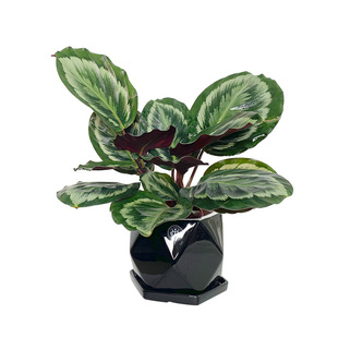 蓉城金叶子彩叶竹芋美丽孔雀青纹金梦绿植物净化空气办公室内盆栽