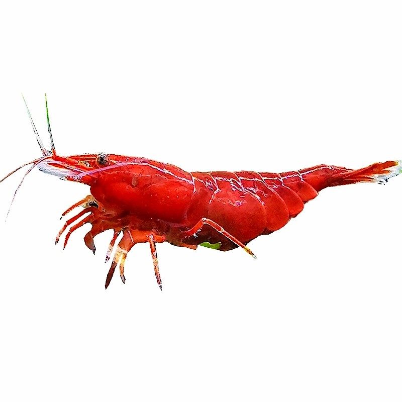 血腥玛丽虾鲜活淡水樱花极火观赏鱼缸清洁红工具虾闯缸除藻包邮