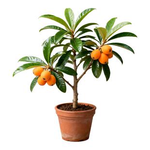 无核枇杷苗树特大砂糖大五星果树苗嫁接枇杷苗当年结果南北方种植