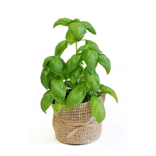 罗勒种子/种籽 九层塔苗 香草四季盆栽蔬菜苗 芳香绿植花卉种苗