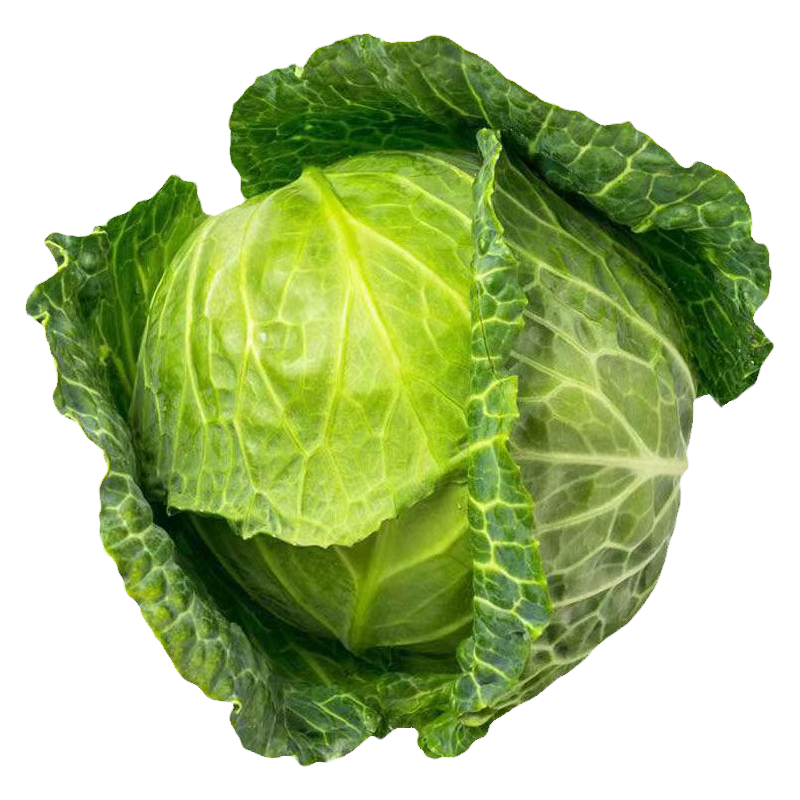 抗病绿甘蓝秧苗苗子四季蔬菜秧苗