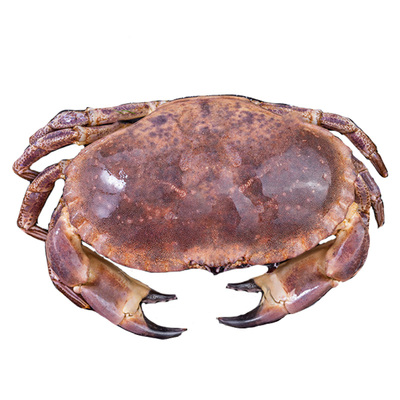 【鲜活发货】面包蟹鲜活海鲜水产