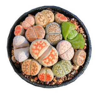 多肉植物彩色生石花一物一拍多头屁股花屁屁花阳台盆栽萌裸根包邮