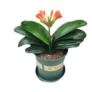 永福花乡园艺 君子兰带花苞 客厅开花带花苞的君子兰君子兰盆栽