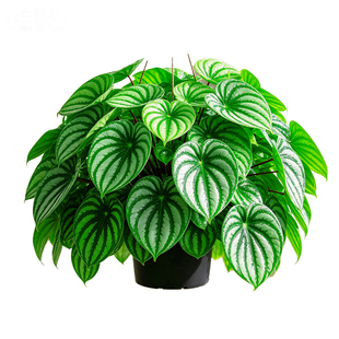 【颜值出众】西瓜皮椒草室内观叶植物耐阴桌面阳台四季常青盆栽