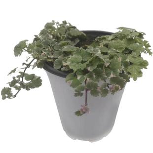 香草小苗集合1 组合薄荷百里香迷迭香薰衣草鼠尾草洋甘菊食用香料