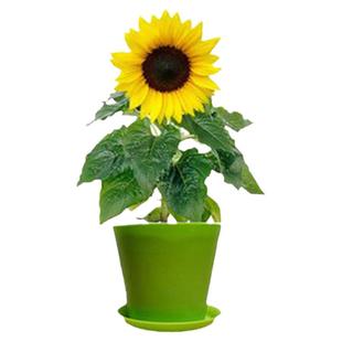 复瓣玩具熊向日葵种子观赏矮向花阳台盆栽春夏秋四季播籽花卉食用