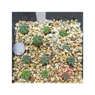 老花龙花笼稀贵 皱棱球属仙人球多肉种子实生苗Aztekium ritteri