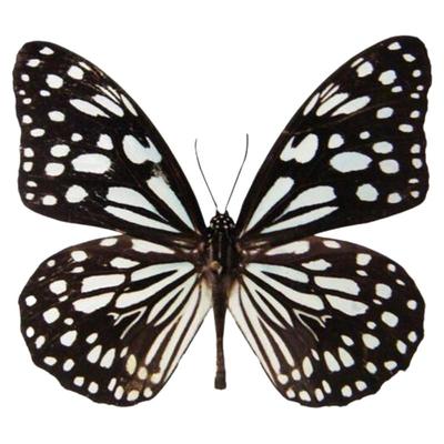 手工DIY青斑蝶真蝴蝶原蝶未展翅