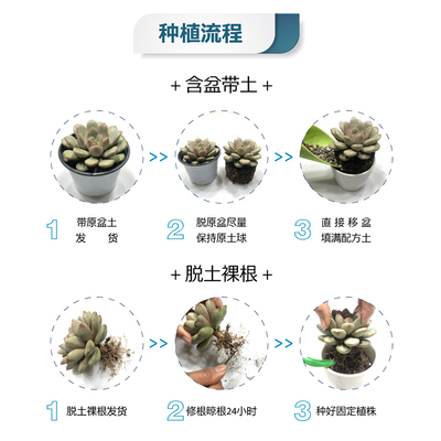 壹分皿大盆多肉植物带盆带土精品室内盆栽大颗好养大株肉肉绿植