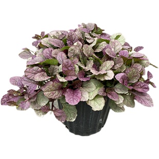 姬十二玫红筋骨草盆栽庭院花镜矮生匍匐花卉耐热耐寒宿根观叶植物