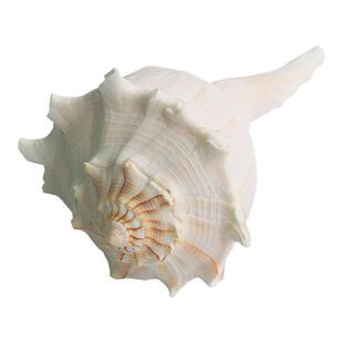 【螺贝艺】包邮天然大海螺贝壳左旋螺大螺纪念品大海螺贝壳包邮