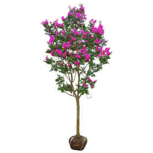 紫薇树苗百日红小苗庭院种植四季开花紫微风景红火箭老桩花苗耐寒