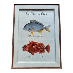 黄鳍棘鲷 褐菖鲉 石九公 石狗公A4画框挂墙摆件打印画挂画摆画