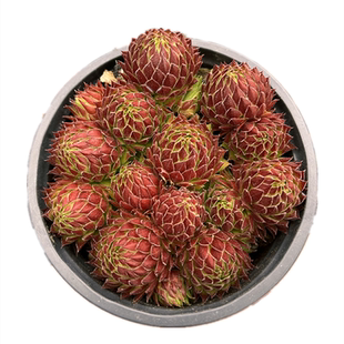 复活节彩蛋 带盆发货 黑腐包赔 耐寒抗旱好养长生草群生多肉植物