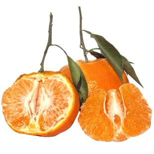 正宗四川蒲江春见耙耙柑新鲜孕妇水果柑橘当季粑粑柑现摘现发包邮