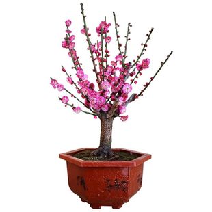 梅花树苗庭院盆栽室外耐寒冬梅红梅腊梅地栽盆景四季花卉植物种植