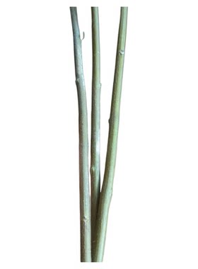 野生四川苎麻根新鲜中草药材