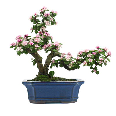 金枝玉叶绿植阳台好养防辐射多肉