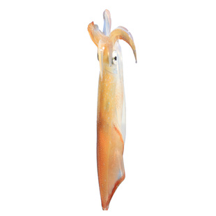 海手钓东山岛大管鱿火剑筒火箭鱿鱼枪乌贼剑先刺身鲜冷冻海兔透抽