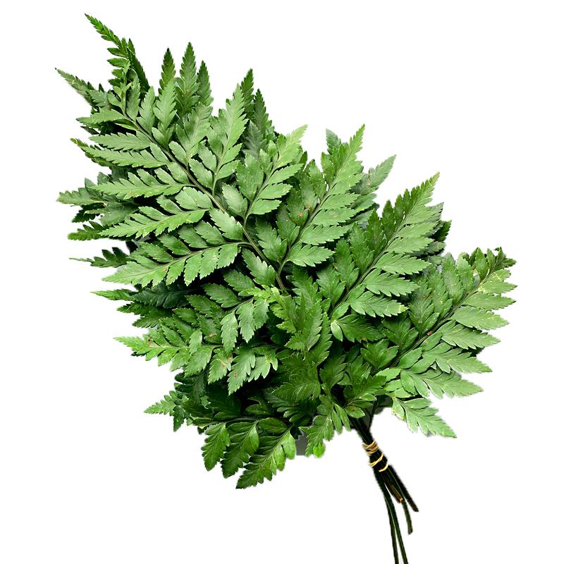 新鲜高山羊齿叶1捆5支 杨子叶 芒叶草叶蕨 酒店西餐糕点摆盘装饰