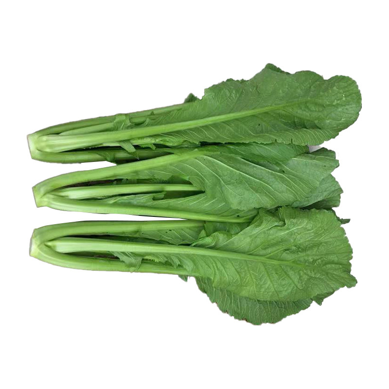 云南特色四季播种小苦菜绿杆青菜种子花叶宽叶粉杆青菜芥味快菜