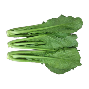 云南特色四季播种小苦菜绿杆青菜种子花叶宽叶粉杆青菜芥味快菜