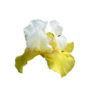 德国鸢尾种球根鸢尾花苗多年生阳台庭院绿植耐热耐旱耐寒地栽植物