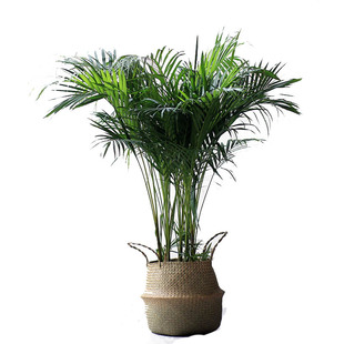 袖珍椰子散尾葵绿植盆栽盆栽室内客厅大型绿植花卉净化空气吸甲醛