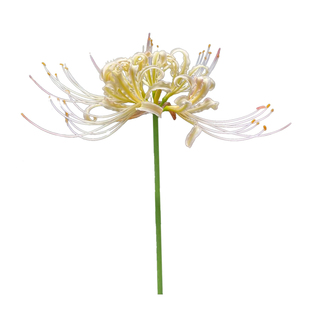 新品促销68元选6件优质乳白色石蒜种球花卉彼岸花曼珠沙华花种子