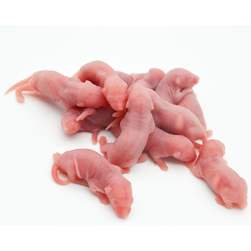冰冻乳鼠红皮粉皮白霜亚成体无菌喂玉米角蛙小白鼠宠物爬宠食物
