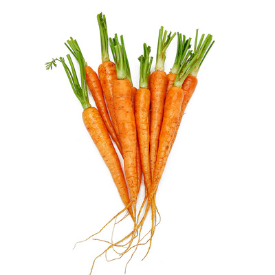 新鲜去叶手指萝卜沙拉蔬菜食材