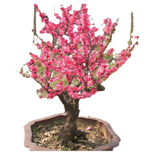 室内盆栽盆景花卉红梅花苗树桩红梅腊梅盆栽梅花当年开花实拍