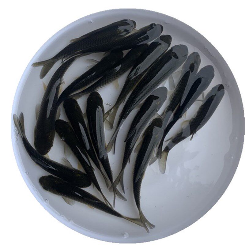大草鱼苗淡水养殖鱼活体鱼饲料鱼