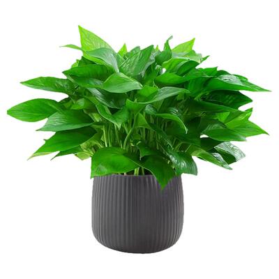 绿萝绿植物室内吸除净甲化醛空气