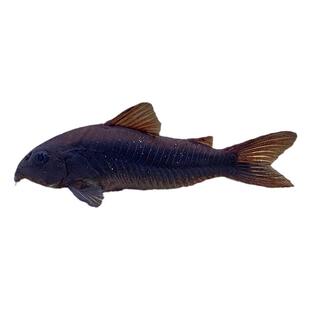 委内瑞拉黑鼠与青鼠热带鱼底栖鼠鱼尼罗河南美稀有工具翻砂鱼活体