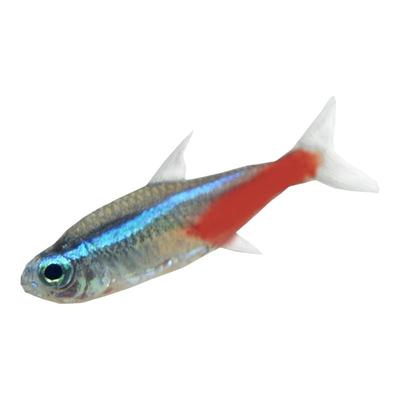 红绿灯鱼观赏鱼淡水群游热带鱼