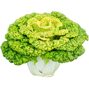 黄心乌塌菜种子耐寒春秋冬季播大叶黑心乌趴地菜籽阳台蔬菜种大全