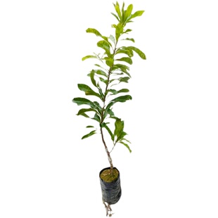 正宗杨梅树苗东魁黑炭软丝嫁接特大果树苗带土盆栽地栽南北方种植