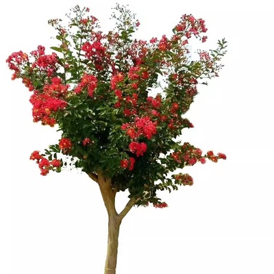 丛生紫薇花树苗老桩庭院别墅地栽