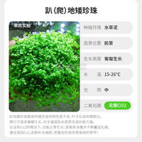 A comprehensive collection of aquatic plants: Blood-red court lilacs, mini ground-lying dwarf pearl chili banyan, Dutch scenery, and underwater leaf grass tank landscaping thumbnail 4