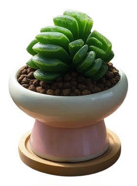 维尼美家好养玉扇玉露多肉植物