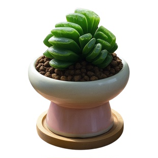 玉扇玉露多肉植物大株群生带盆发货窗台桌面好养室内绿植盆栽花卉