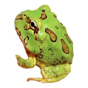 角蛙活体宠物青蛙绿角蛙蝌蚪黄金角蛙活物蝴蝶角蛙活体包活