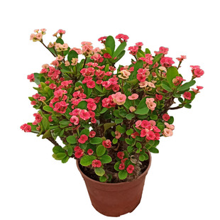 新品种五彩虎刺梅小叶四季开花盆栽老桩铁海棠耐热耐旱花卉麒麟花