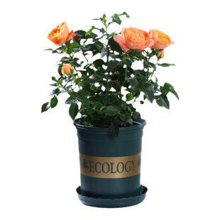 玫瑰花苗老根果汁阳台月季盆栽带花苞庭院多年生四季绿植蔷薇花卉