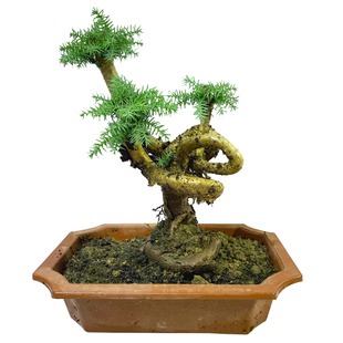 抱石澳洲杉老桩盆景绿植花卉植物室内好养活办公室不老松四季常青